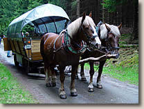 Planwagen- und Kutschfahrten